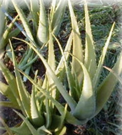 飽くなき研究心を胸に、日々研究に励んでいます。